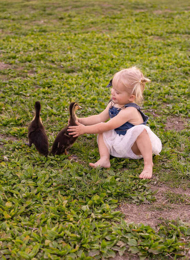 Toddler playing with ducklings