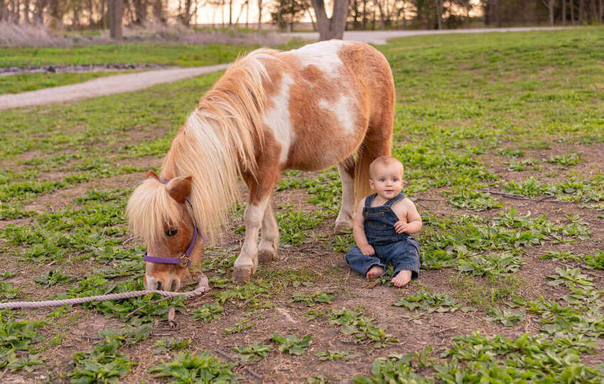 Toddler with a miniature pony