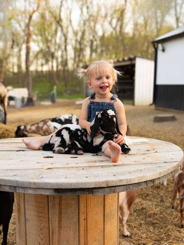Toddler laughing while sitting on a wooden table with a baby goat