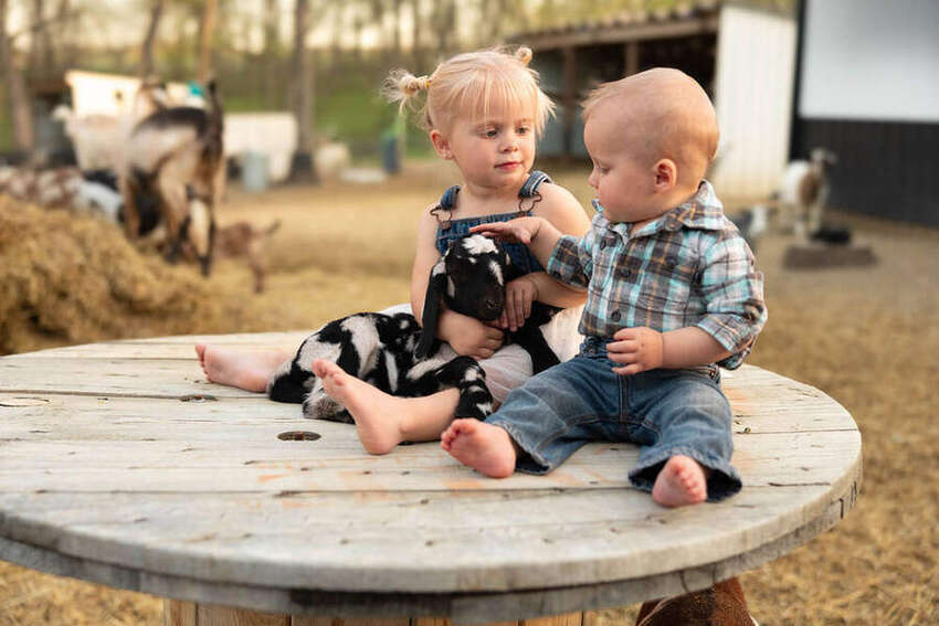 Two toddlers on a farm table with baby goats