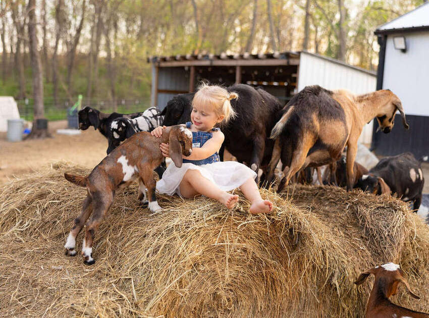 Toddler sitting on a hay bale with goats