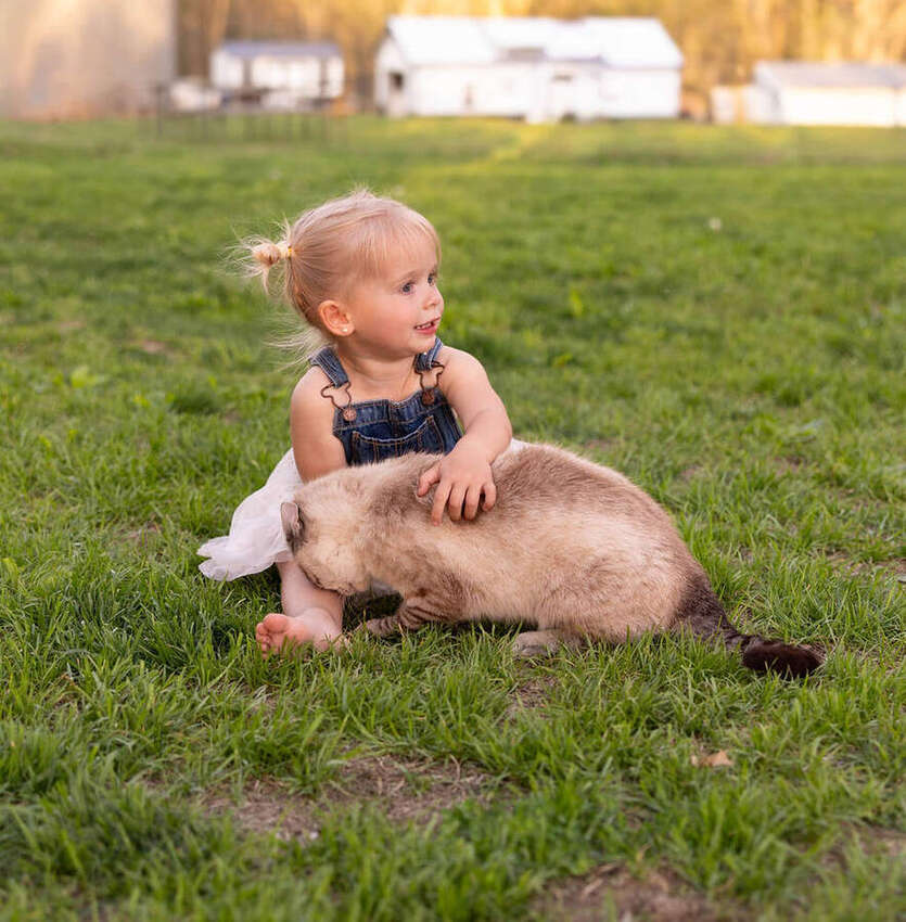 Toddler laying on a cat in the grass