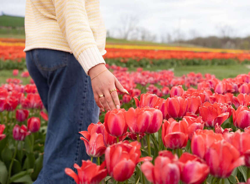 Close-up of a hand reaching toward red tulips